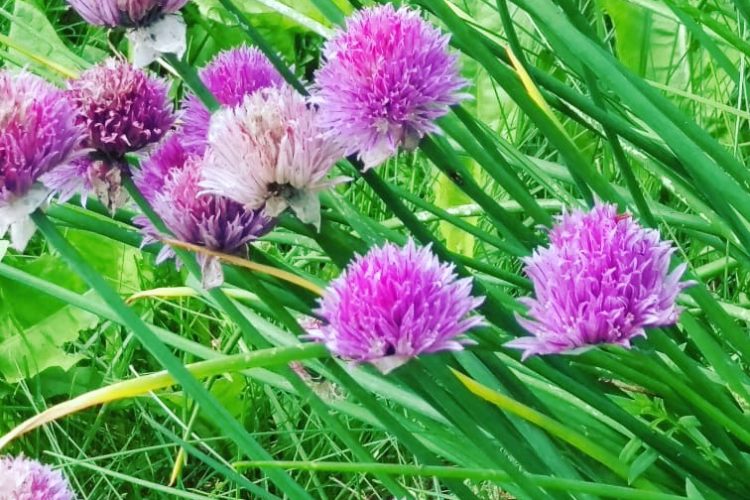 Purple Alaska Wildflower